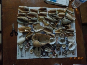 All the shells we collected on our beach walk