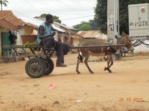 Donkey cart in the village centre