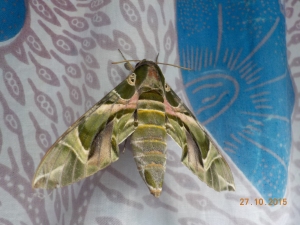 An oleander hawk moth that was flying around the house