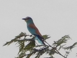 Some of the wildlife we saw - this is an abyssinian roller